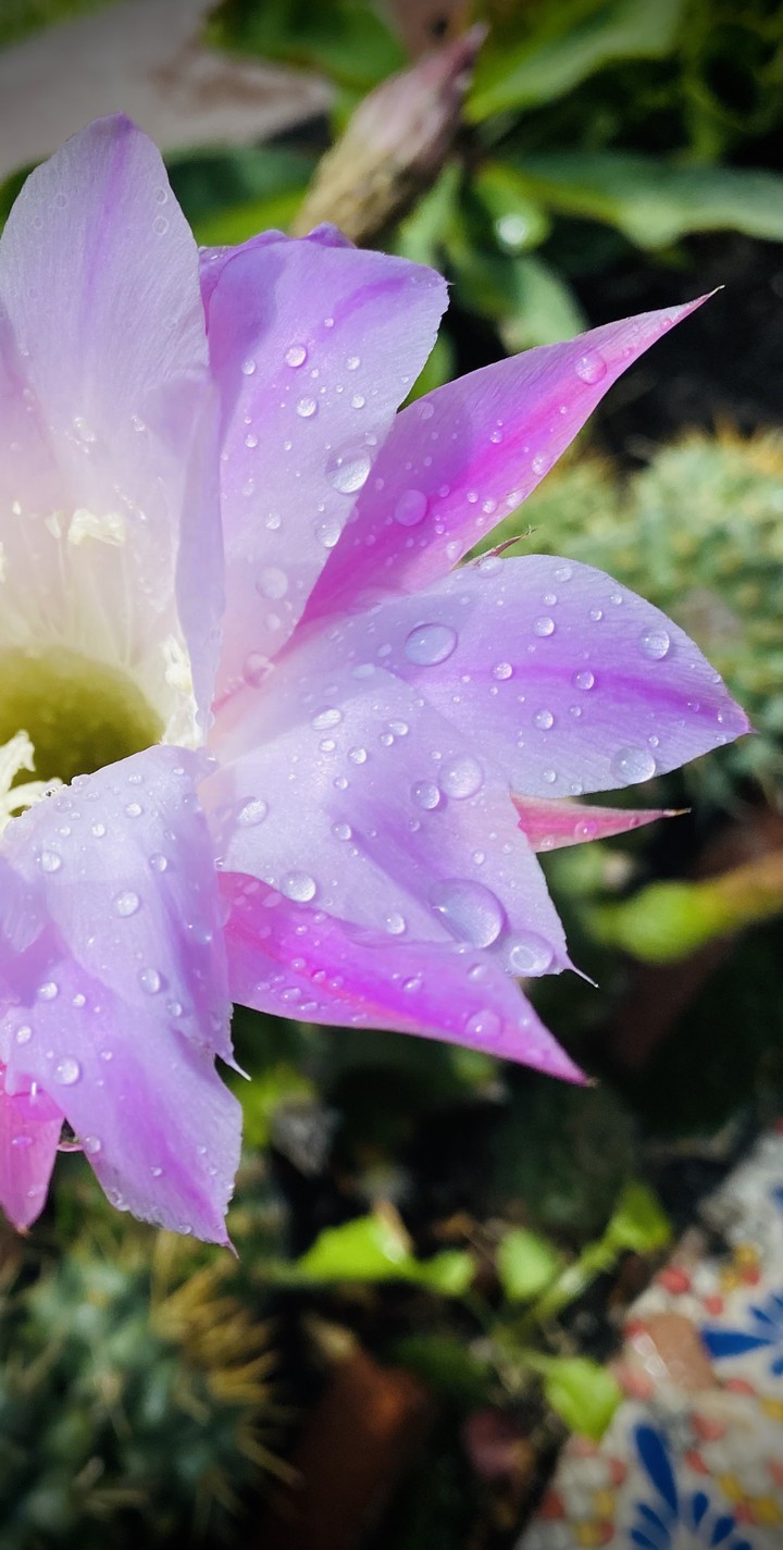 Wet Flower