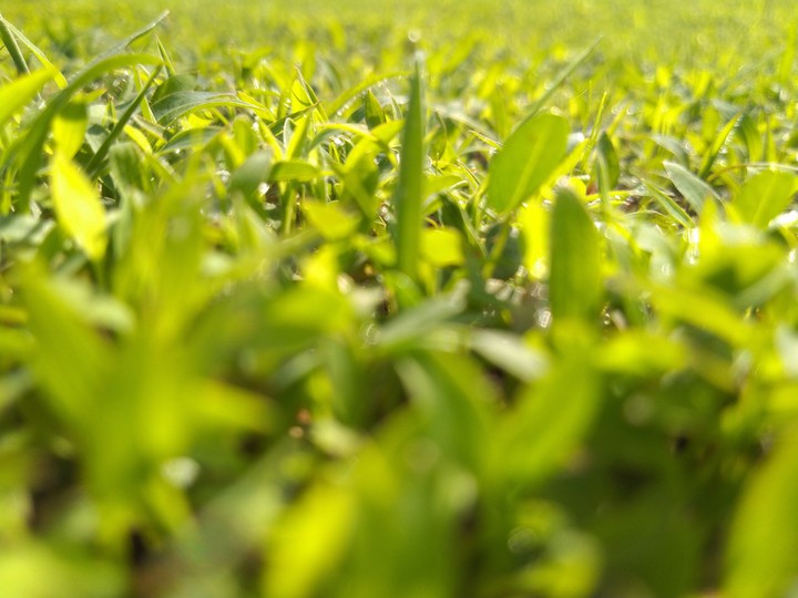grass