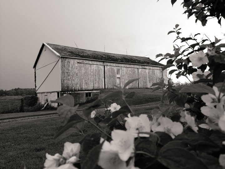 Barn Life