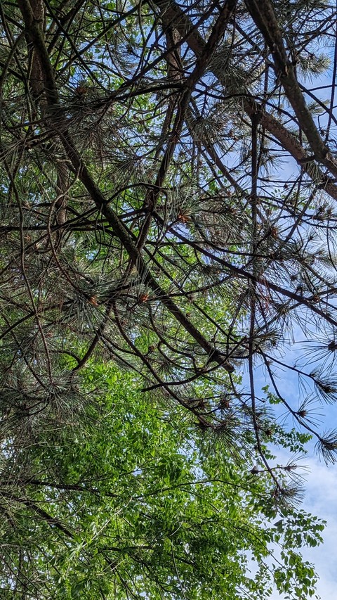tree, 植物桌布