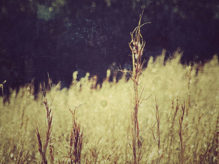 grass field.