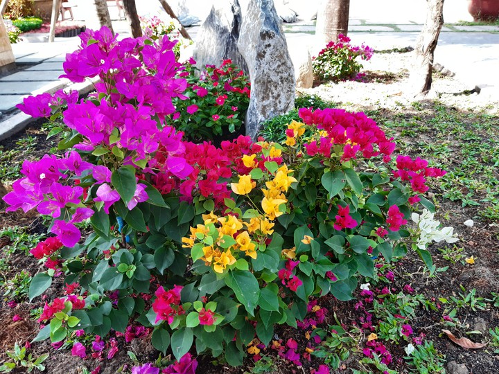flower?