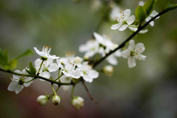 Spring