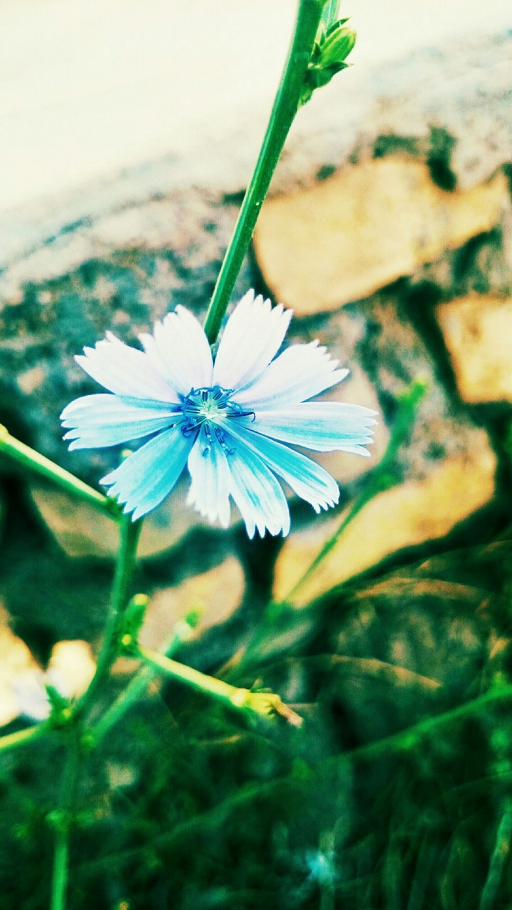 Blue flower