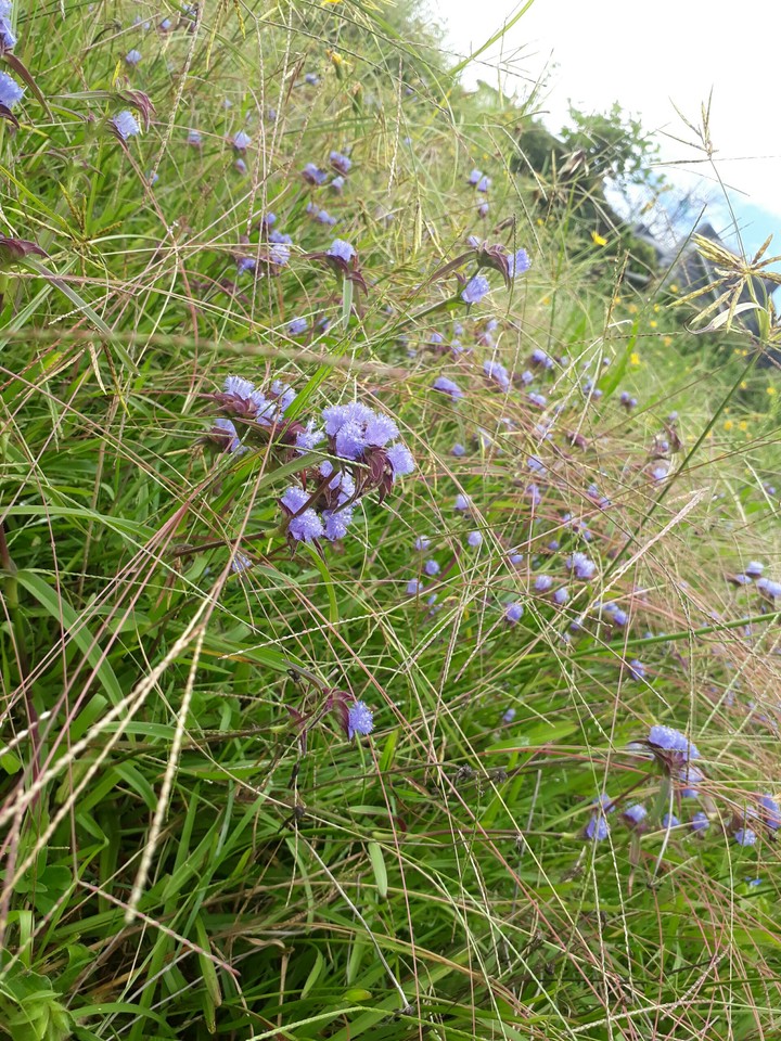 blue flupy flowers