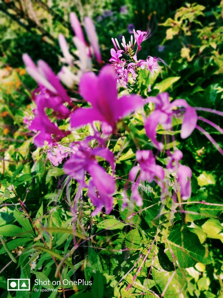nature