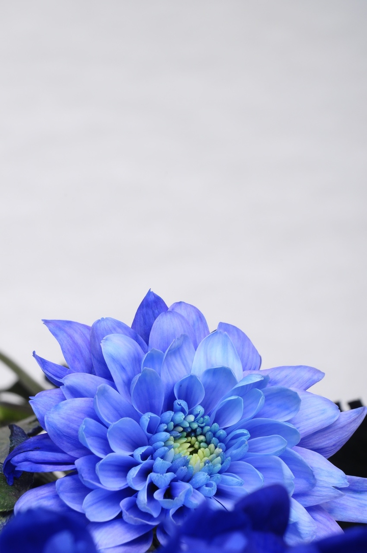 dahlia