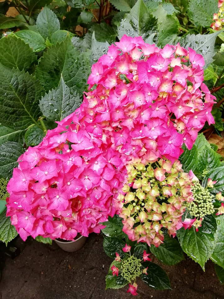 Hortensie