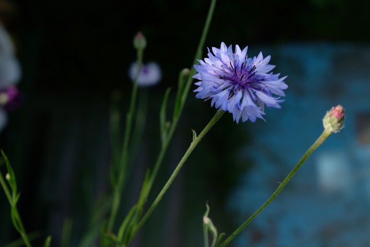 Flower