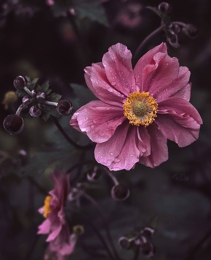#flower