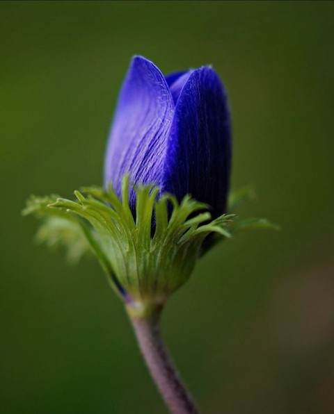 Blossom