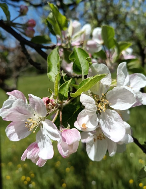 flower, tree achtergronden