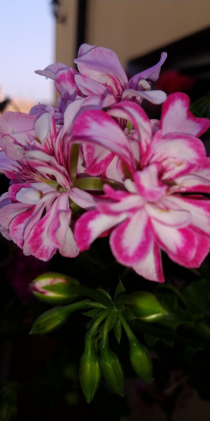 fiori