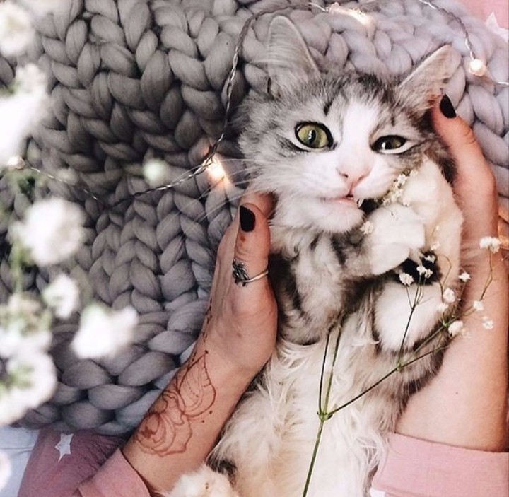 котик