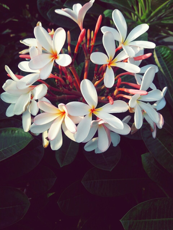 White flowers....
