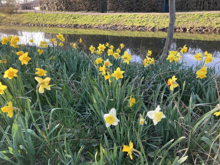 spring