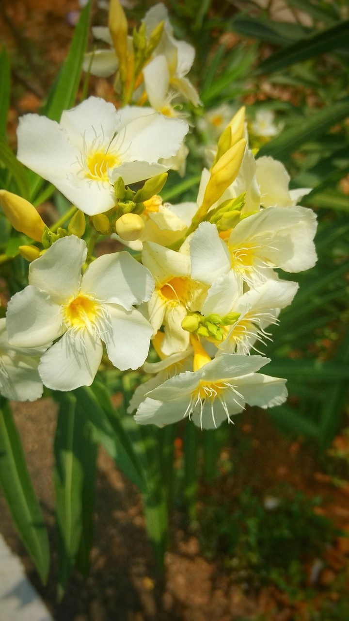 white flower
