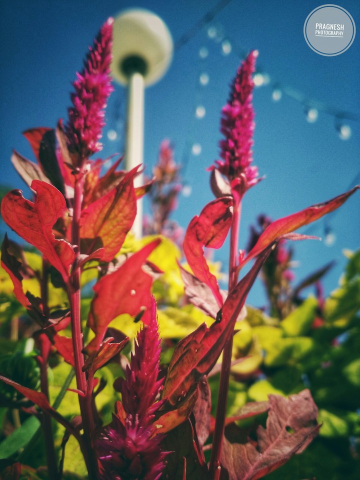 To me, flowers are happiness.