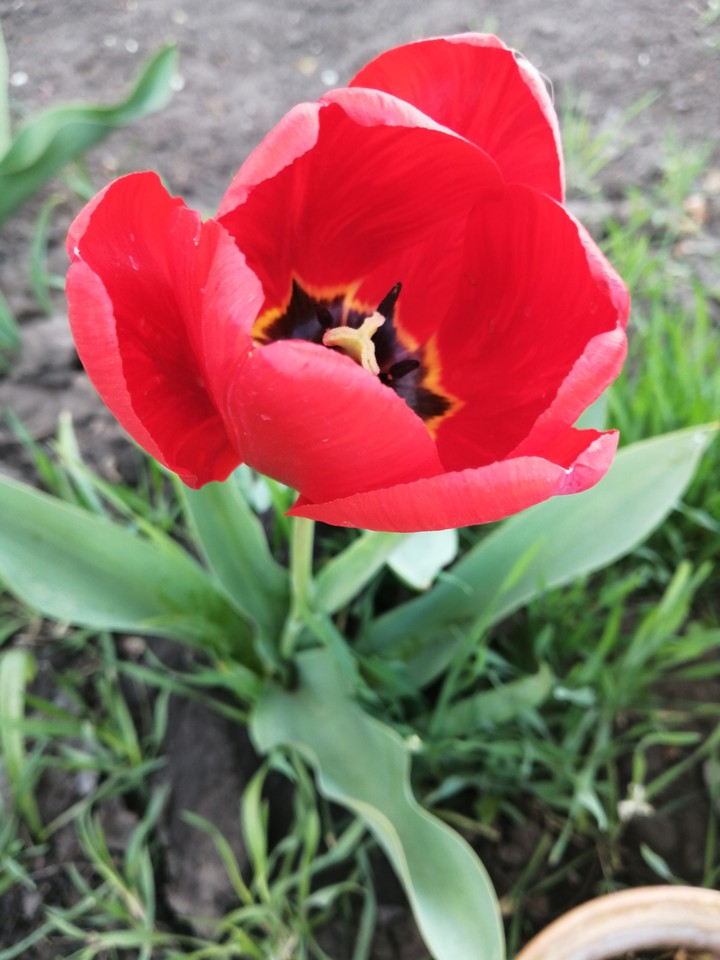 tulips