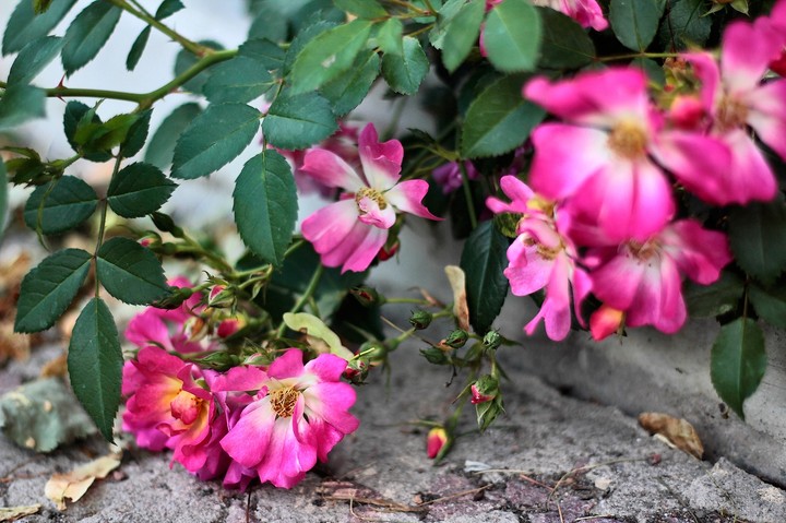 rose 10