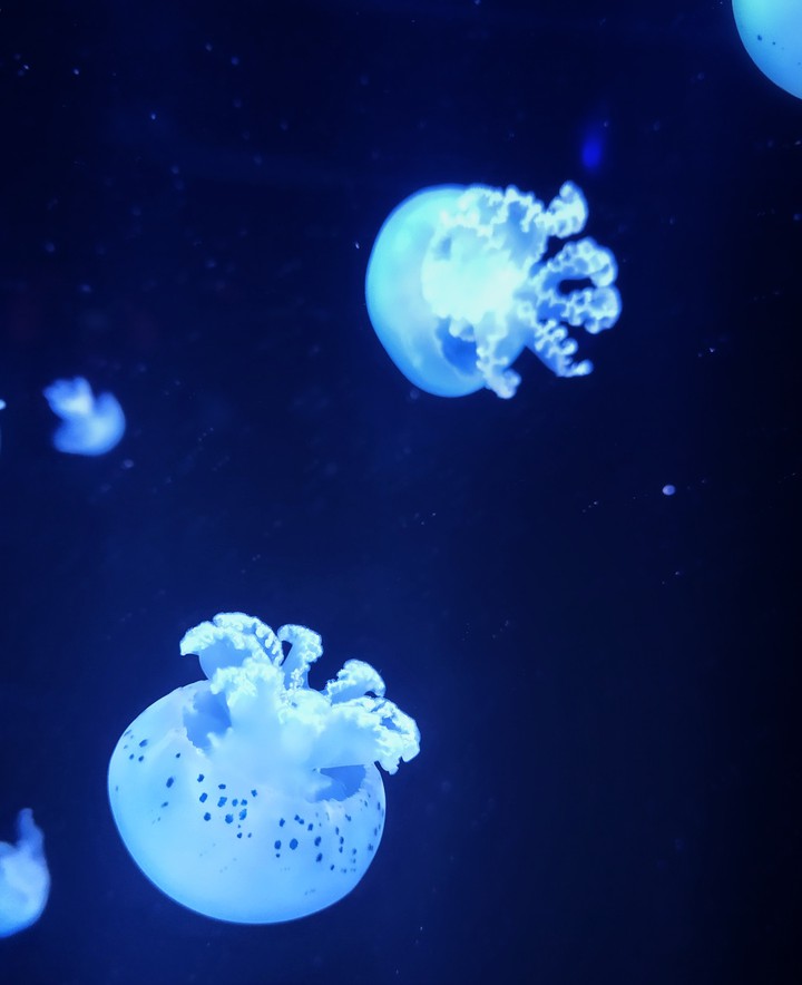jellyfish