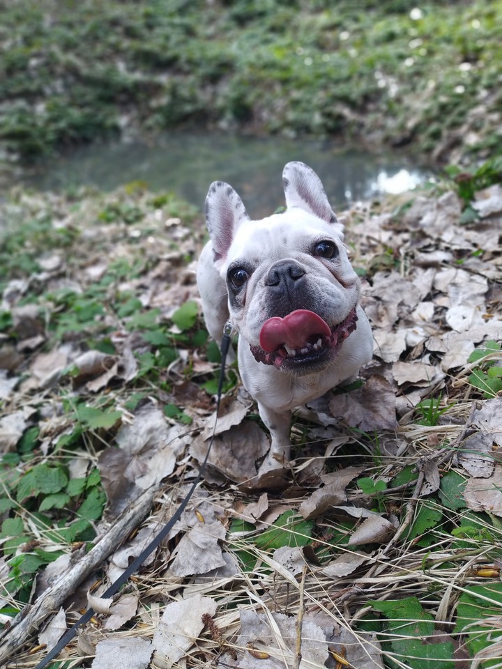 French bulldog