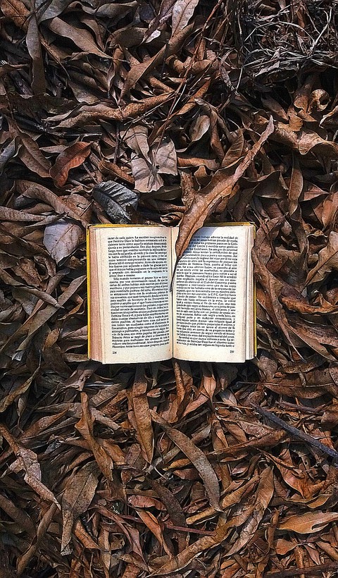 leaf, mulch wallpapers