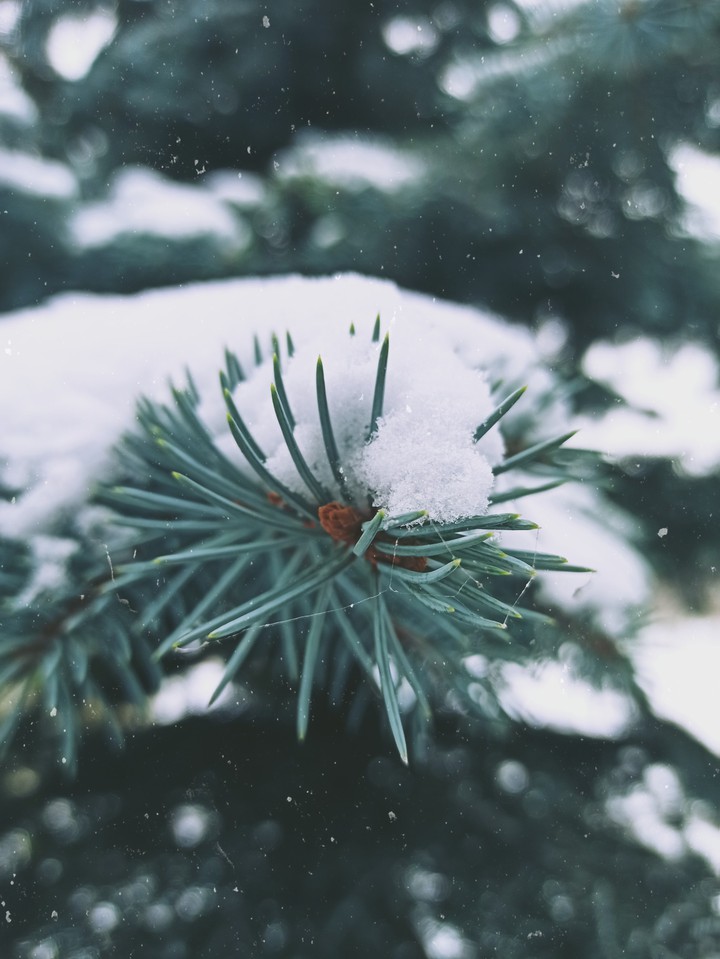 the first snow