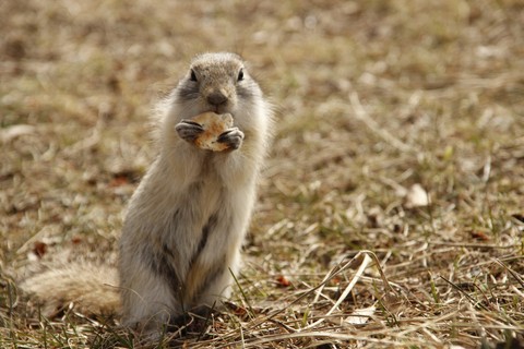 Ground squirrel