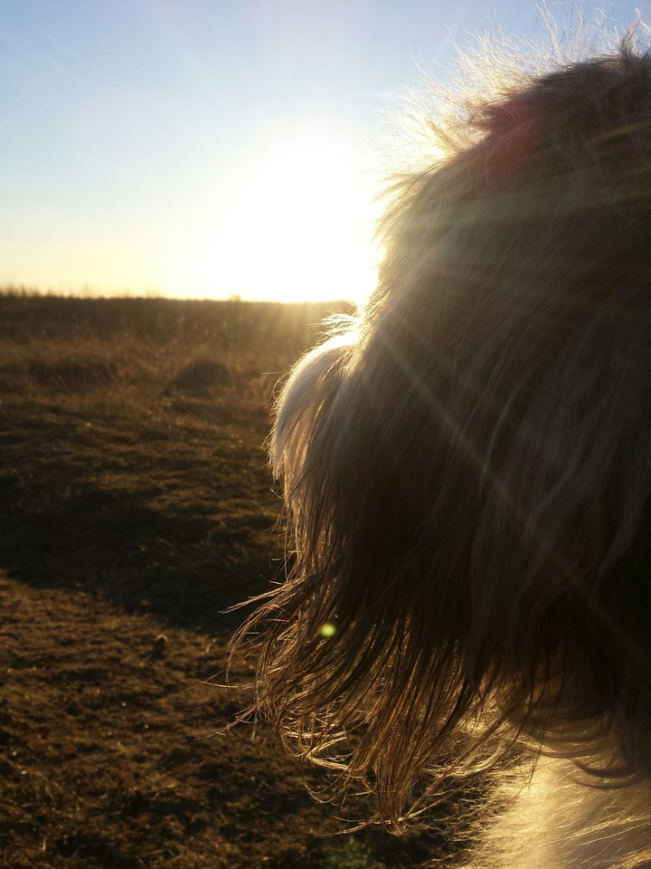 Hund guckt in den Abend