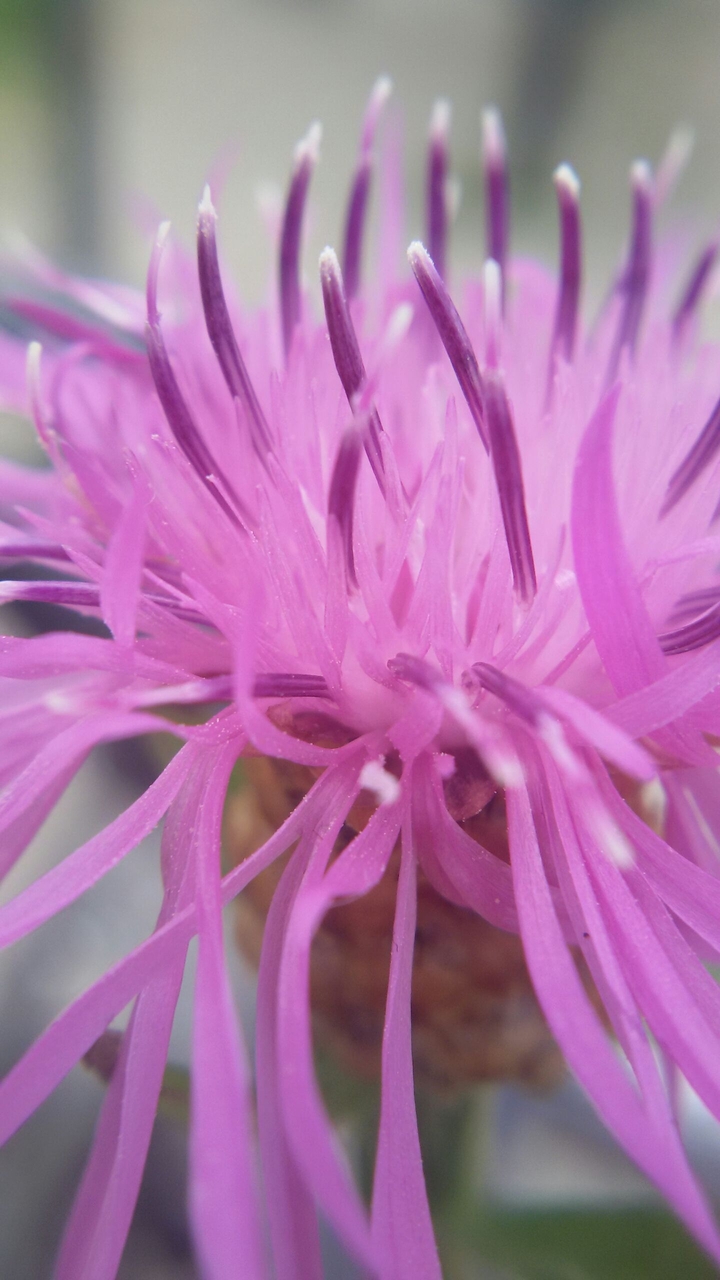 purple flower