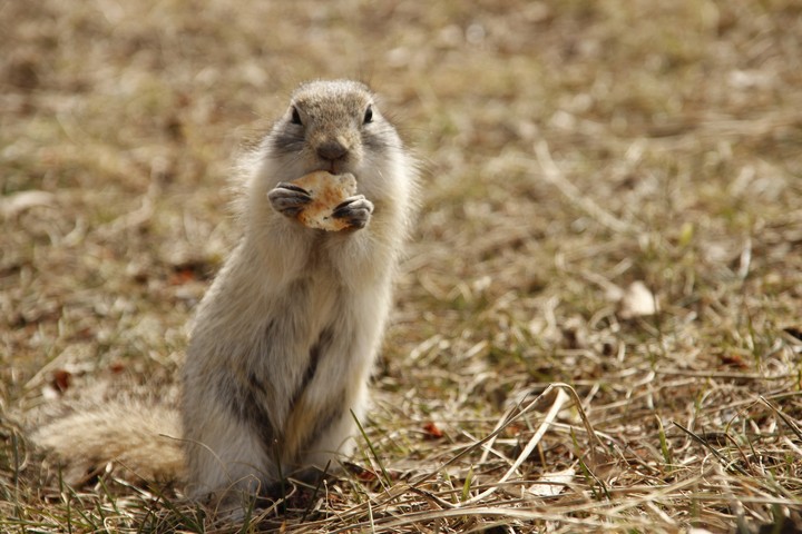 Ground squirrel