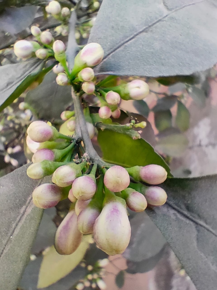 fruits