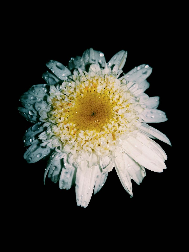 camomile