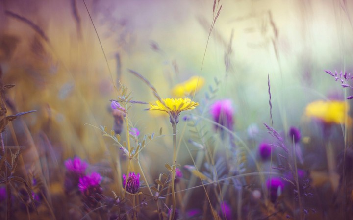 wildflower