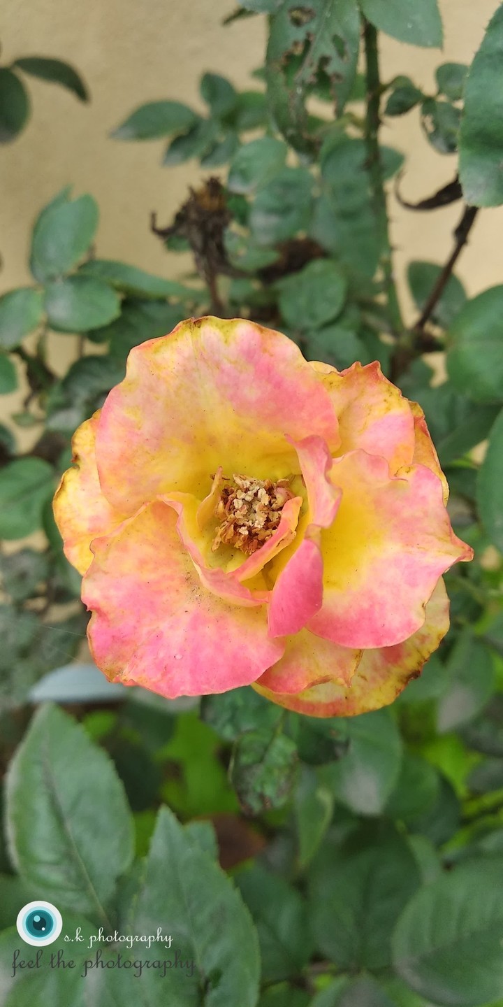 happiest flower