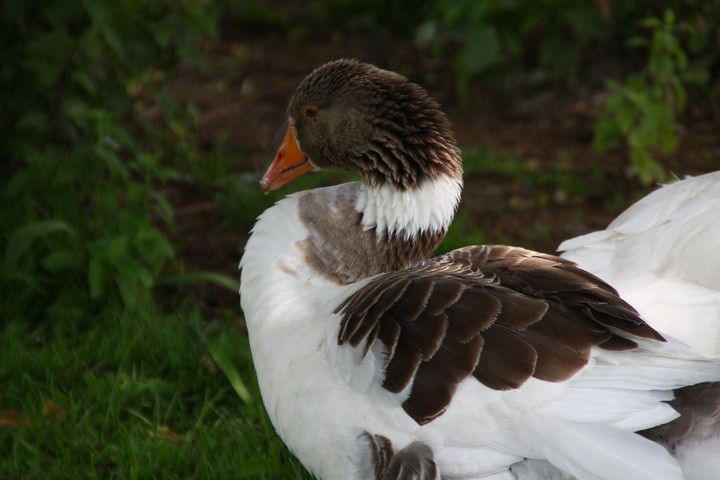 Goose