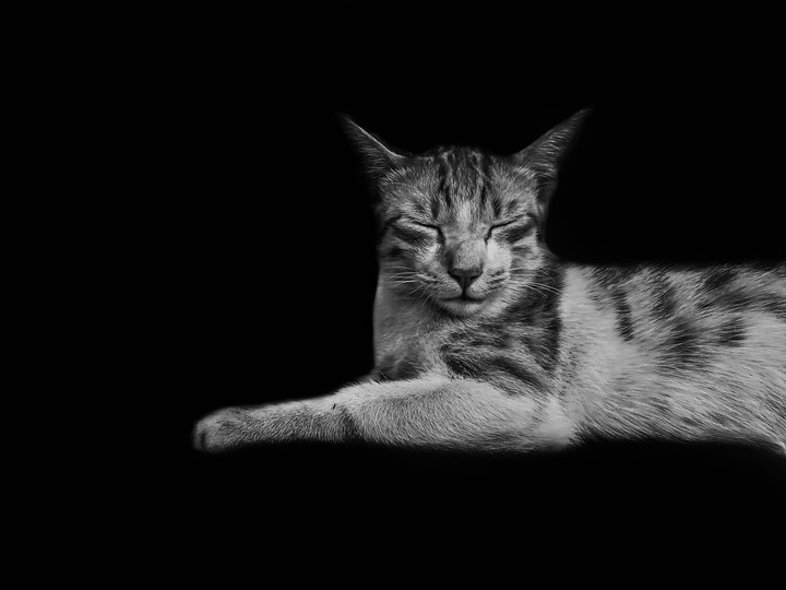 The Sleeping Cat