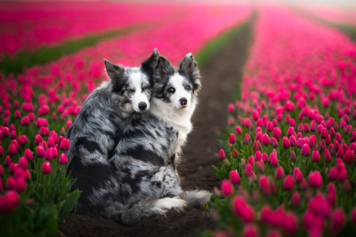 Affection