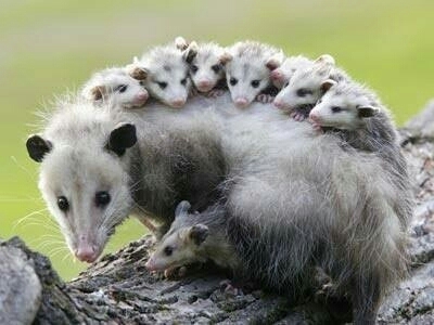 opossum, viverridae Hintergrundbilder