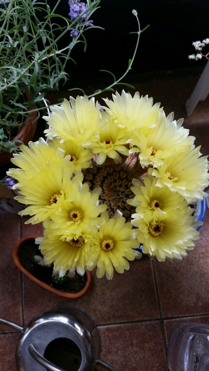 cactus flower