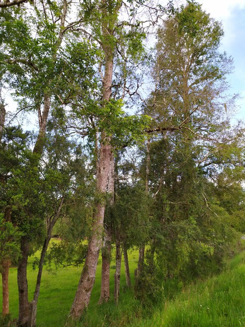 árboles verdes