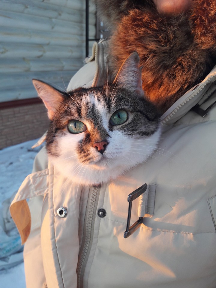 cold and cat