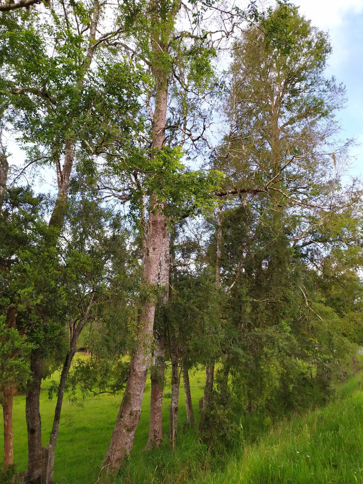 árboles verdes