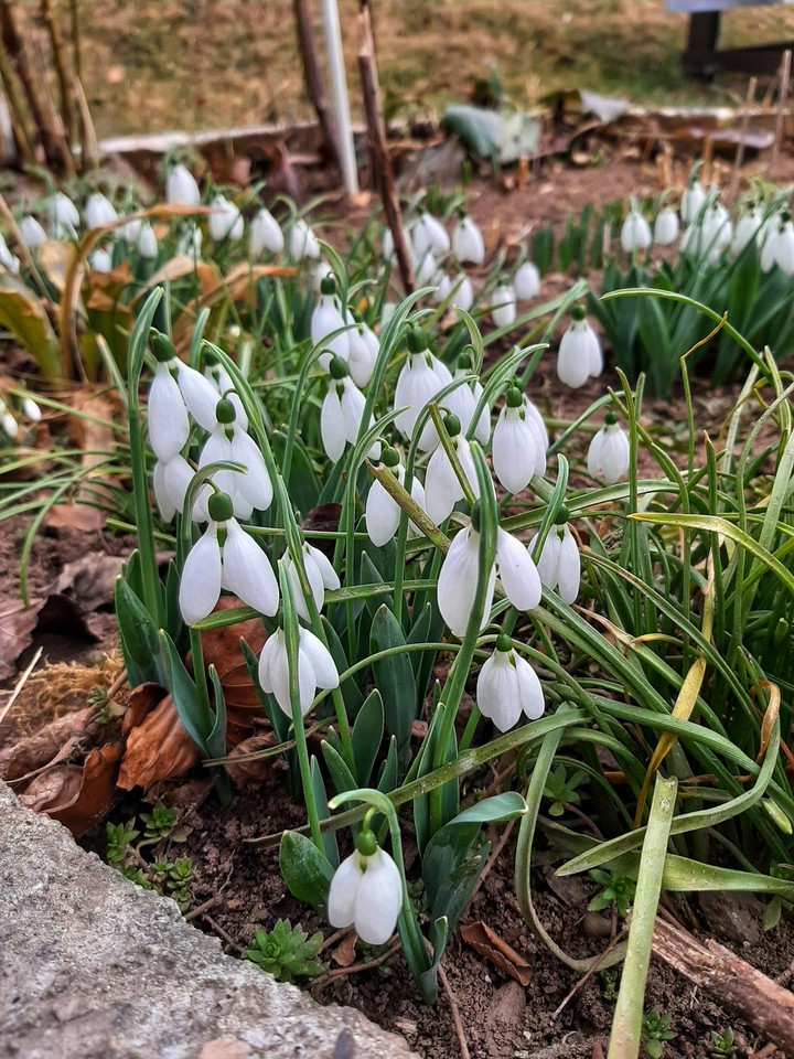 spring