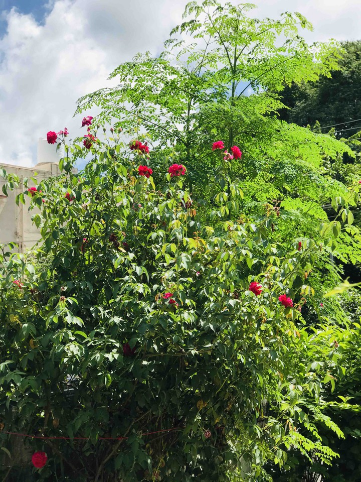 rose