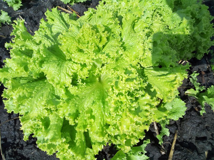 lettuce