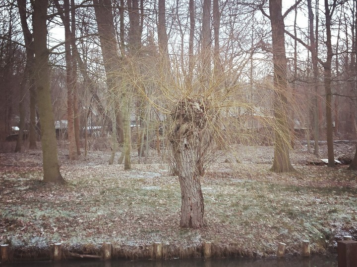 Stillleben