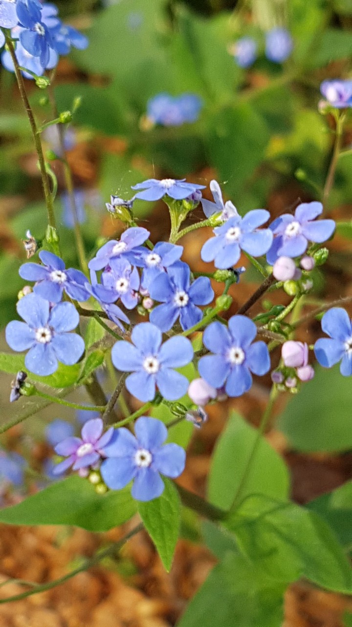 blue flower