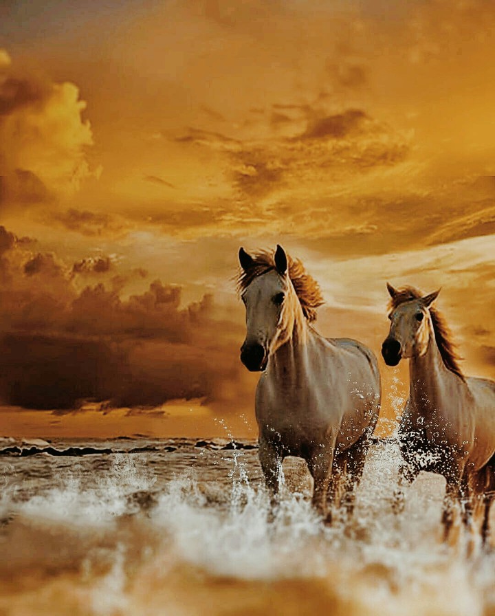 The Wild Spirit